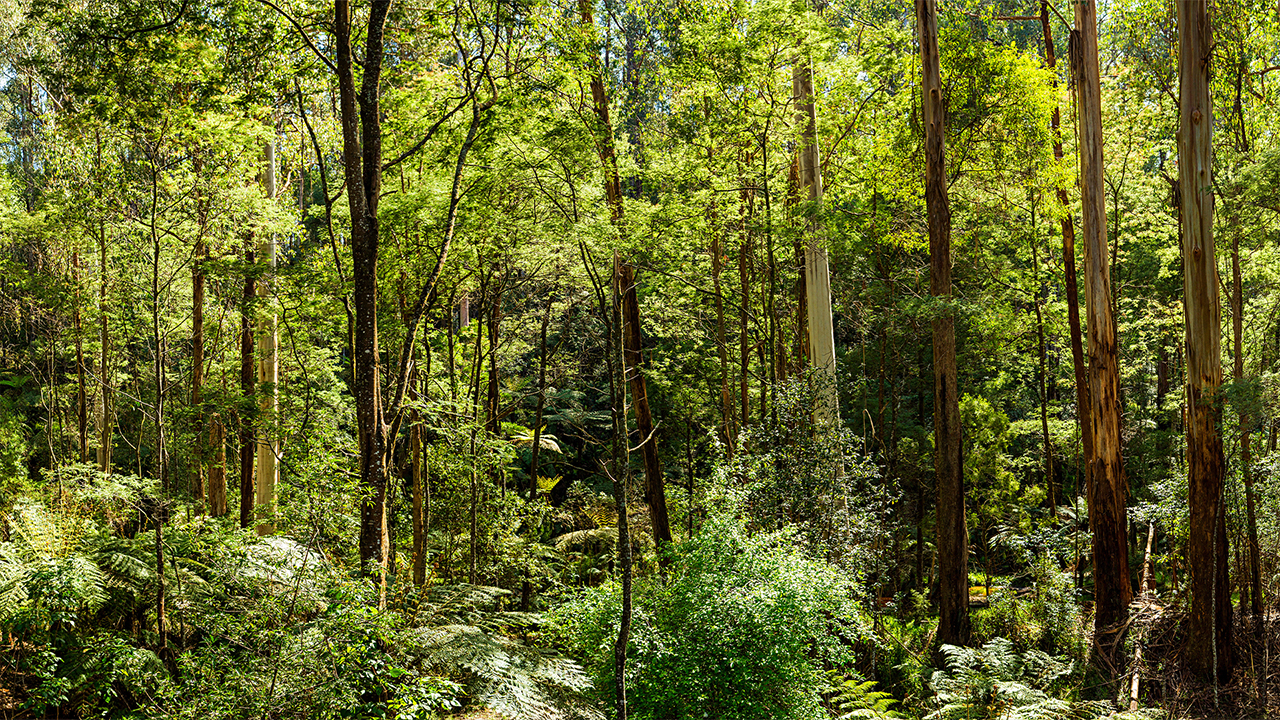 Eyes on Australian Forests