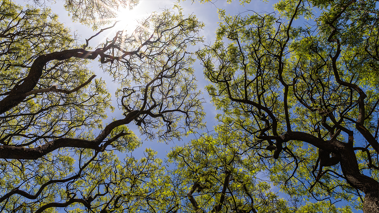 Managing Urban Heat Under Climate Change